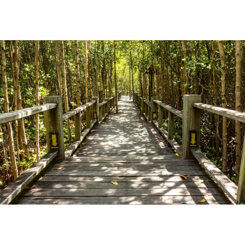 MS-5-0059 Mangrove Forest