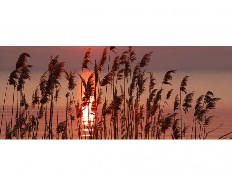 MP-2-0089 Reeds on Lake Layle