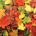 FL-255-005 Colored leaves