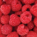 FL-170-009 Raspberry