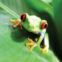 FL-170-030 Frog