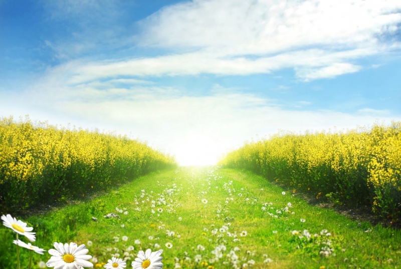 Path with daisies 