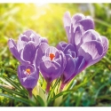 Violetinė crocuses ER-040