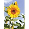 Sunflower 1 ER-043