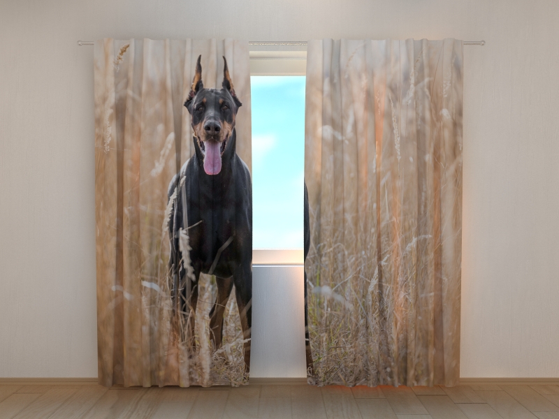 Photo curtains Doberman Pinscher in the Golden Grass