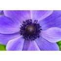 Anemone