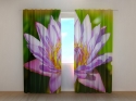 Photo curtains Beautiful Lotus