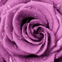 Purple rose