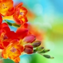 Spring freesia