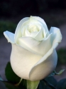 White Rose