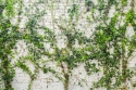 Ficus branches on a white wall