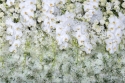 Wall of white roses and orchids 