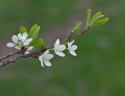 Cherry blossoms  