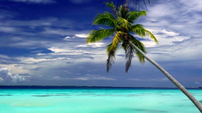 Palm tree against the blue sky