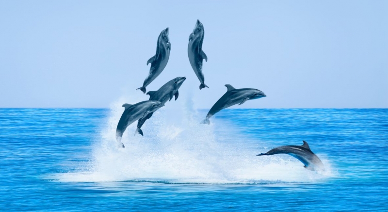 Dolphins