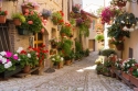 Alley with flowers