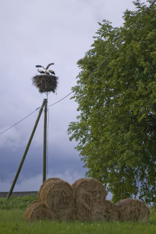 Foto tapetai Laimingas gandrų gyvenimas