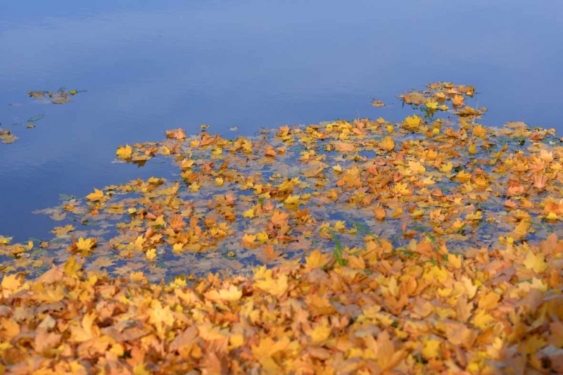 Foto tapetai Auksiniai lapai upėje