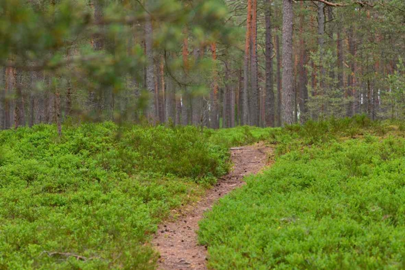 Foto tapetai Miško takas per mėlynes